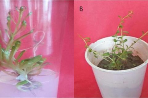 Schematic representation of in vitro root induction in Rhodiola imbricata (A) In vitro rooted shoots in agar gelled medium supplemented with auxin, (B) Hardening of in vitro rooted plants.