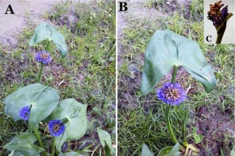 Macroscopy of M. hastata (L.) Solms. (A) Whole plant; (B) Leaf with inflorescence; (C) Inflorescence.