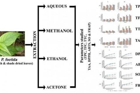 Graphical Abstract