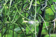 Sarcostemma acidum plant.