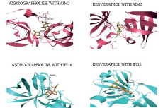 Docked Model of AIM2 And IFI16 with Andrographolide and Resveratrol