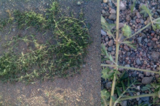 Tribulus terrestris plant, Dundgovi Province, Erdenedalai Soum