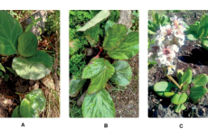 Three major species of Bergenia in their natural habitats in India A- B. ciliata; B- B. ligulata; C- B. stracheyi.