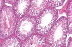 Photomicrograph of rat testis shows normal histological features in normal control group (Group I) (Hematoxylin & eosin).