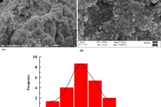 A) SEM, (B) FESEM micrograph, and (C) particle size distribution histogram of biosynthesized silver nanoparticles