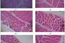 Preparat Jaringan otot cruris pewarnaan Hematoxylin Eosin dengan pembesaran mikroskop 4x. (1) Group only given daily intake; (2) Group given daily intake and 3 ml protein intake; (3) Group given daily intake and physical activity; (4) Group given daily intake, 3 ml protein intake and physical activity; (5) Group given daily intake, 4 ml protein intake and physical activity; (6) Group given daily intake, 5 ml protein intake and physical activity