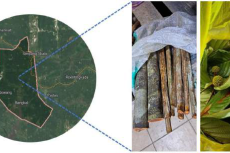 Kalalawit bajakah sampling area