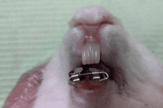 Illustration of modified orthodontic appliance after cementation in rabbit mouth