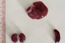 Gross morphology of the liver, kidneys, and spleen