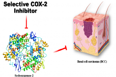 Graphical  Abstract  