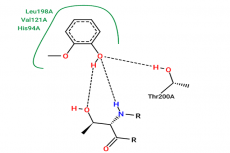 Visualization of the interaction between Guaiacol and Carbanoic Anhydrase II