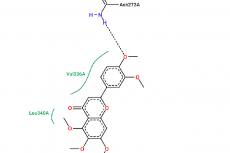 Illustrates the results of the interaction between sinensetin and the ATP-binding cassette